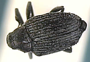 Ceutorrhynchus obstrictus